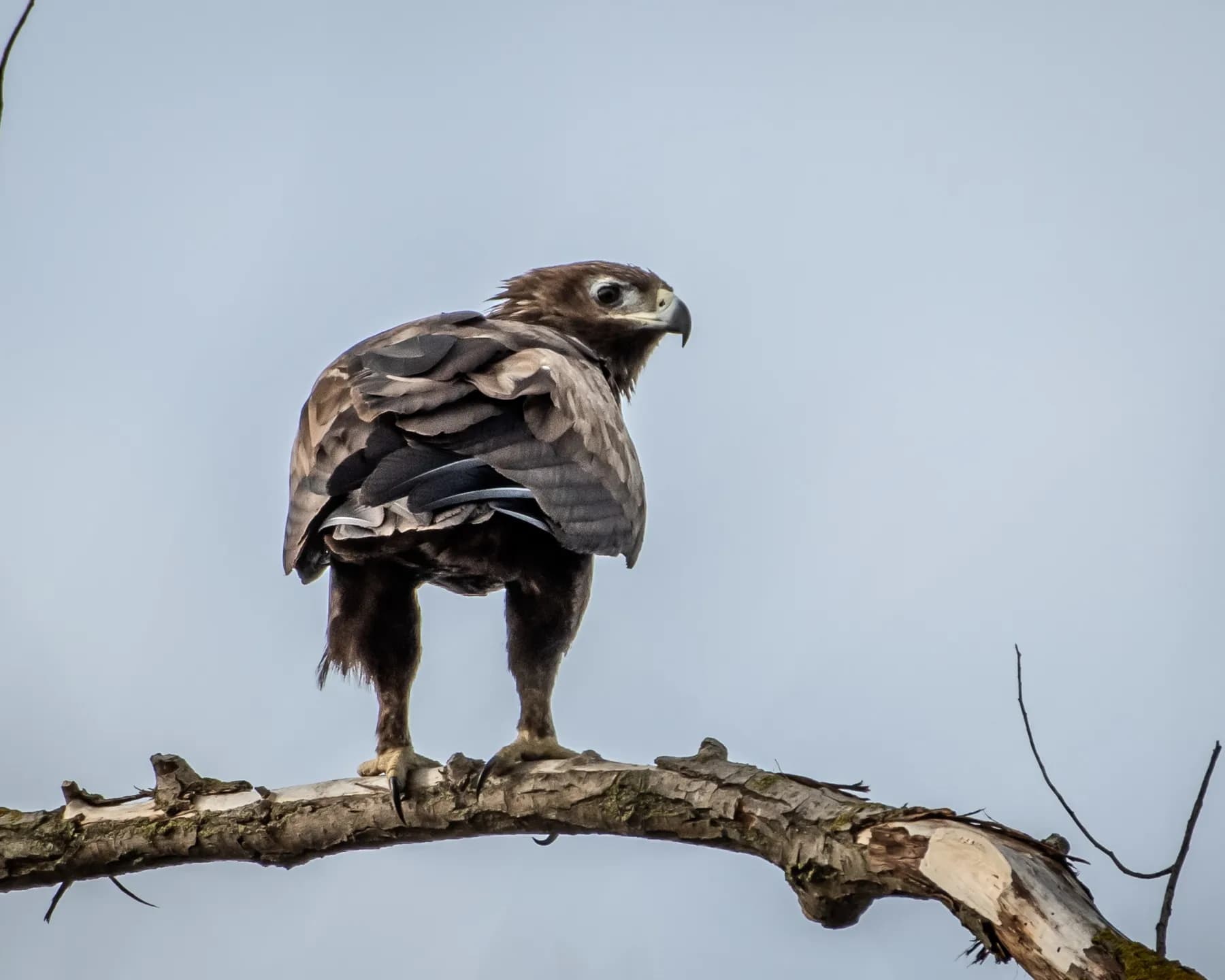 Vultur maro pe ramură uscată, cer albastru
