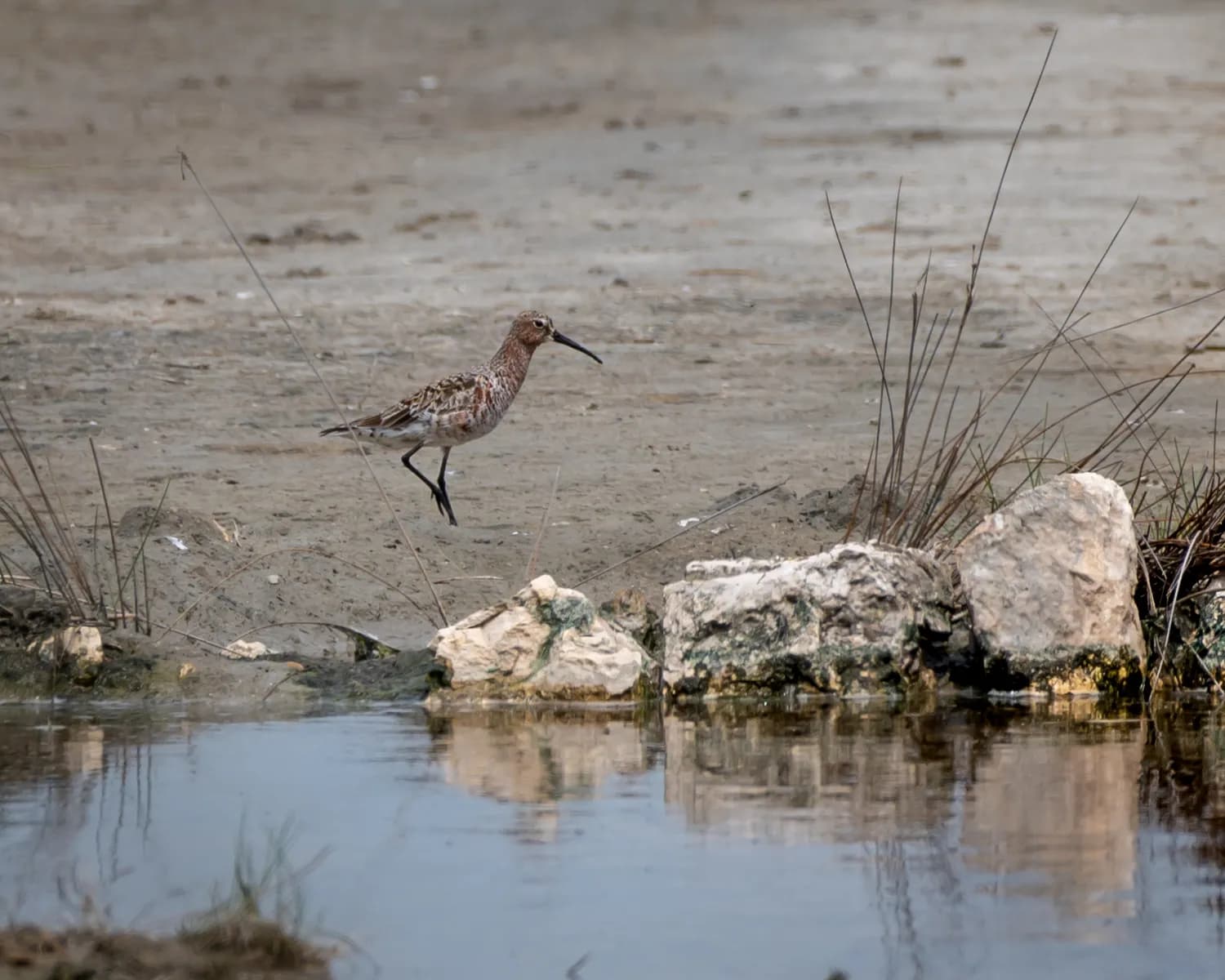 Calidris ferruginea