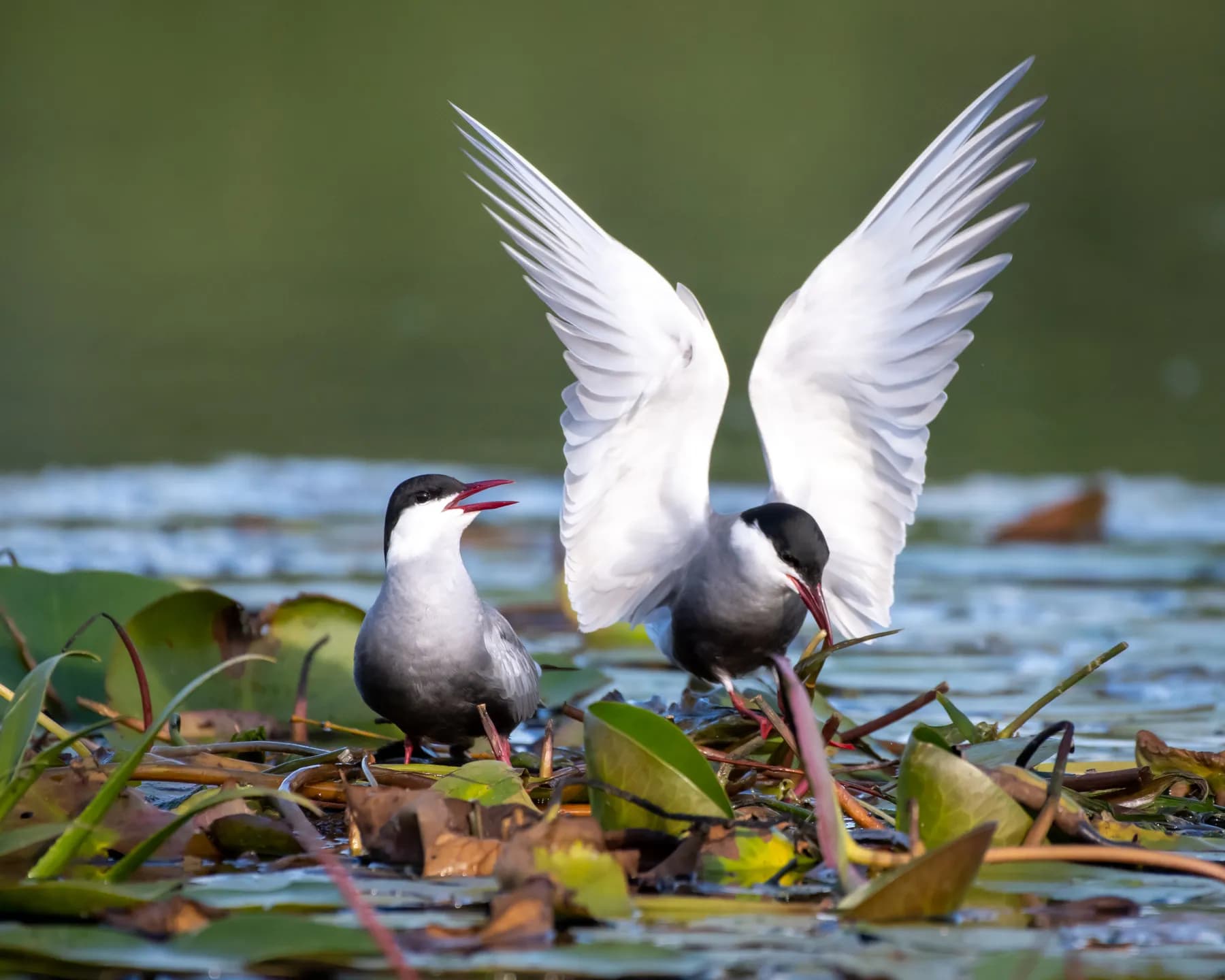 Păsări albe pe apă, aripi desfăcute, vegetație acvatică.