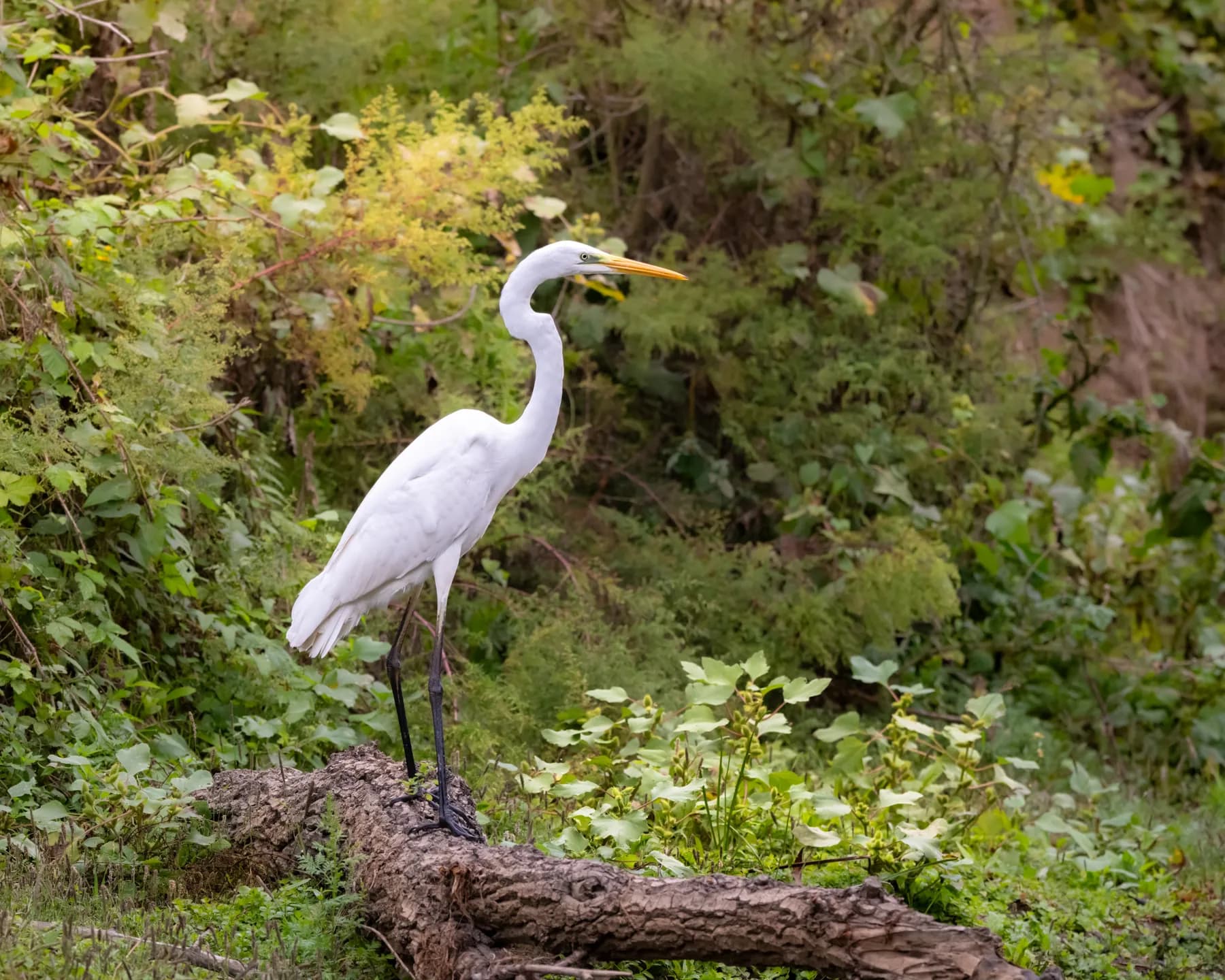 Ardea alba