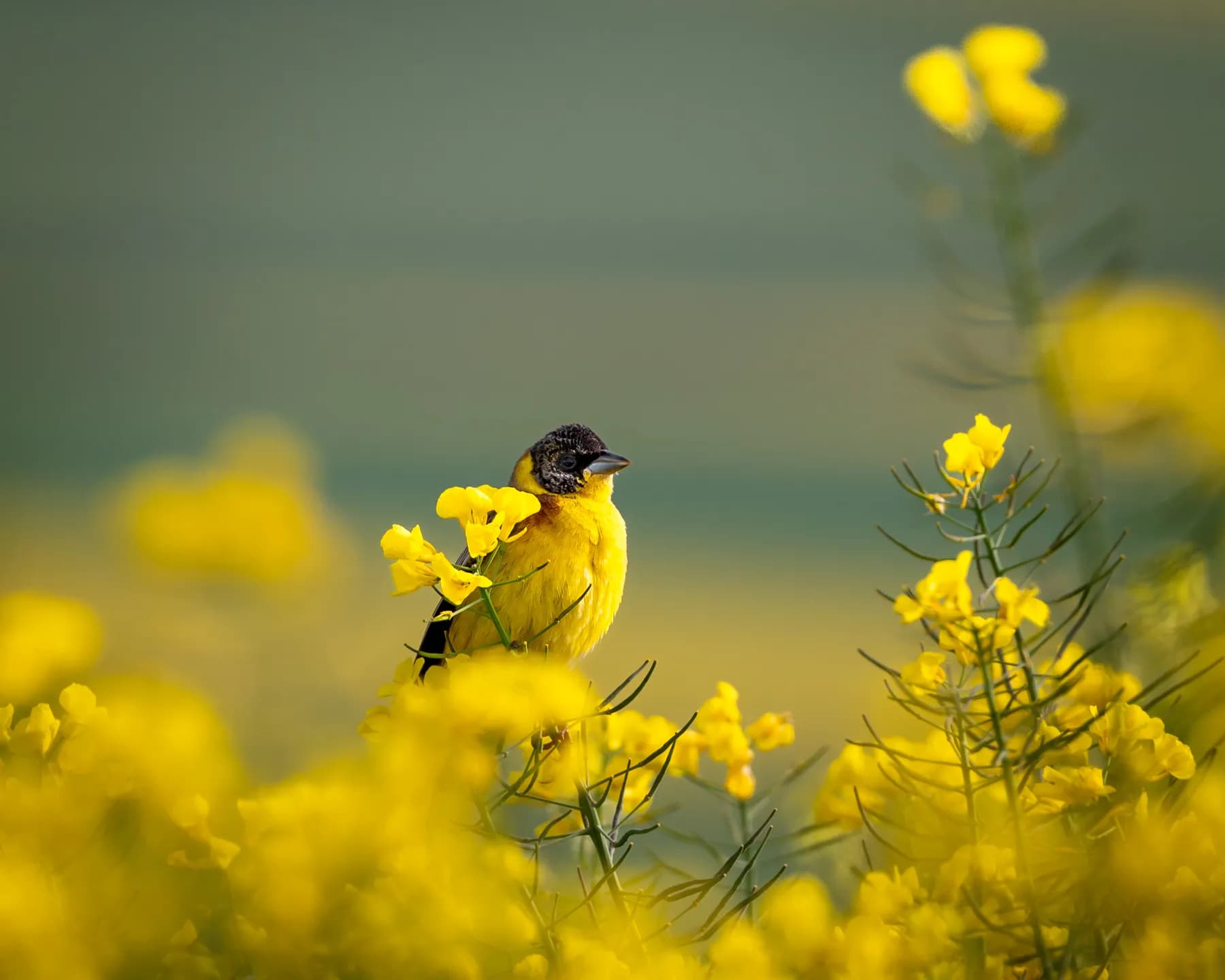 Emberiza melanocephala