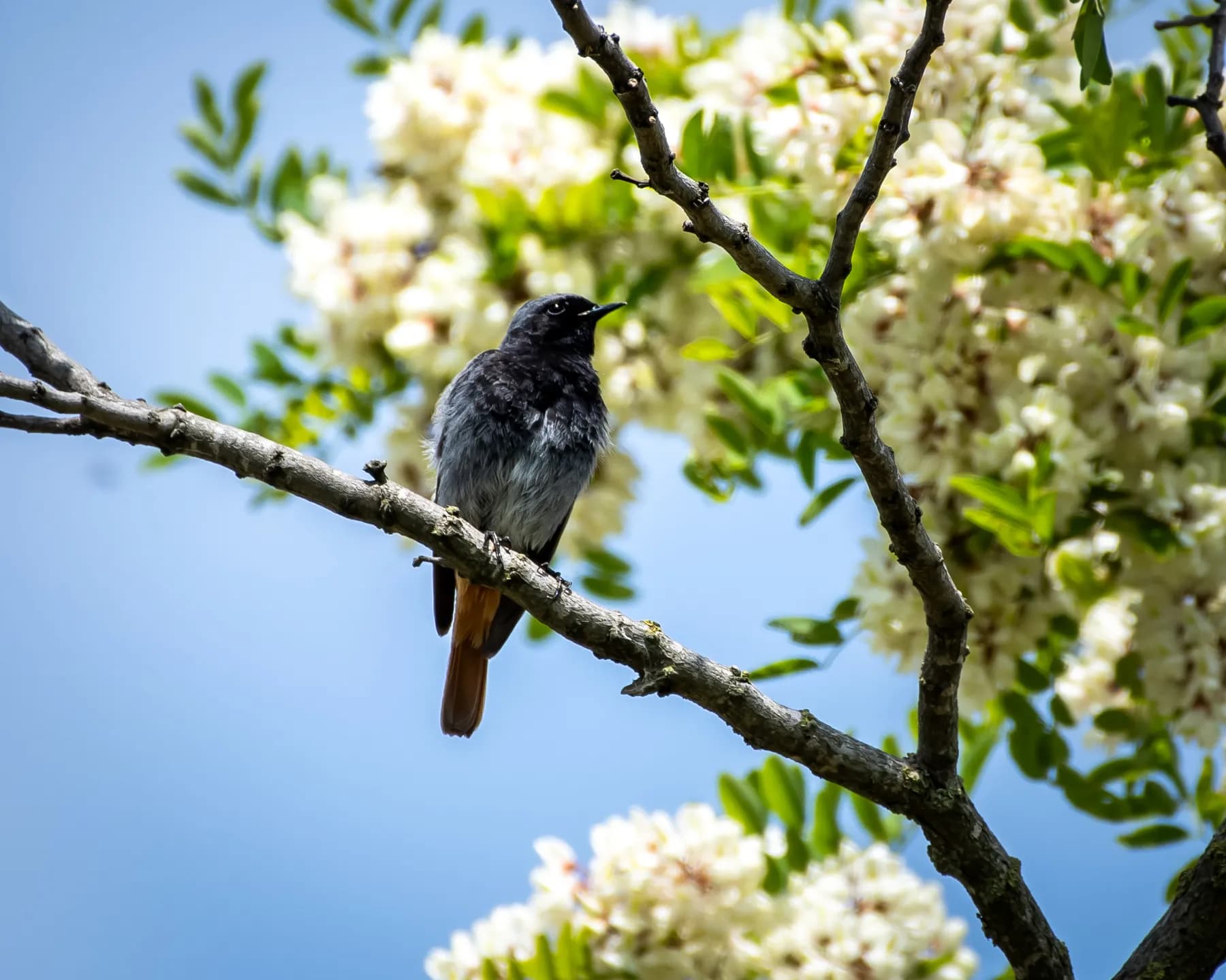 Phoenicurus ochrorus