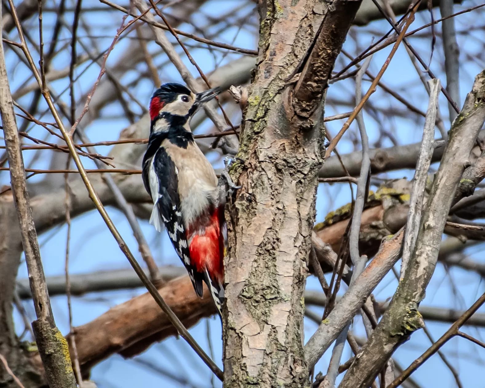 Ciocănitoare colorată pe copac în pădure.