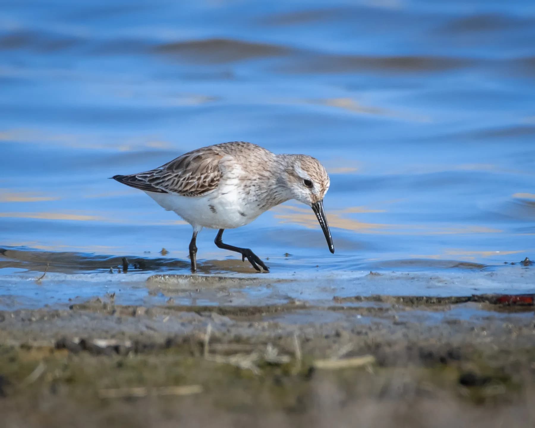 Pasăre țărm mică la apă, căutând hrană.