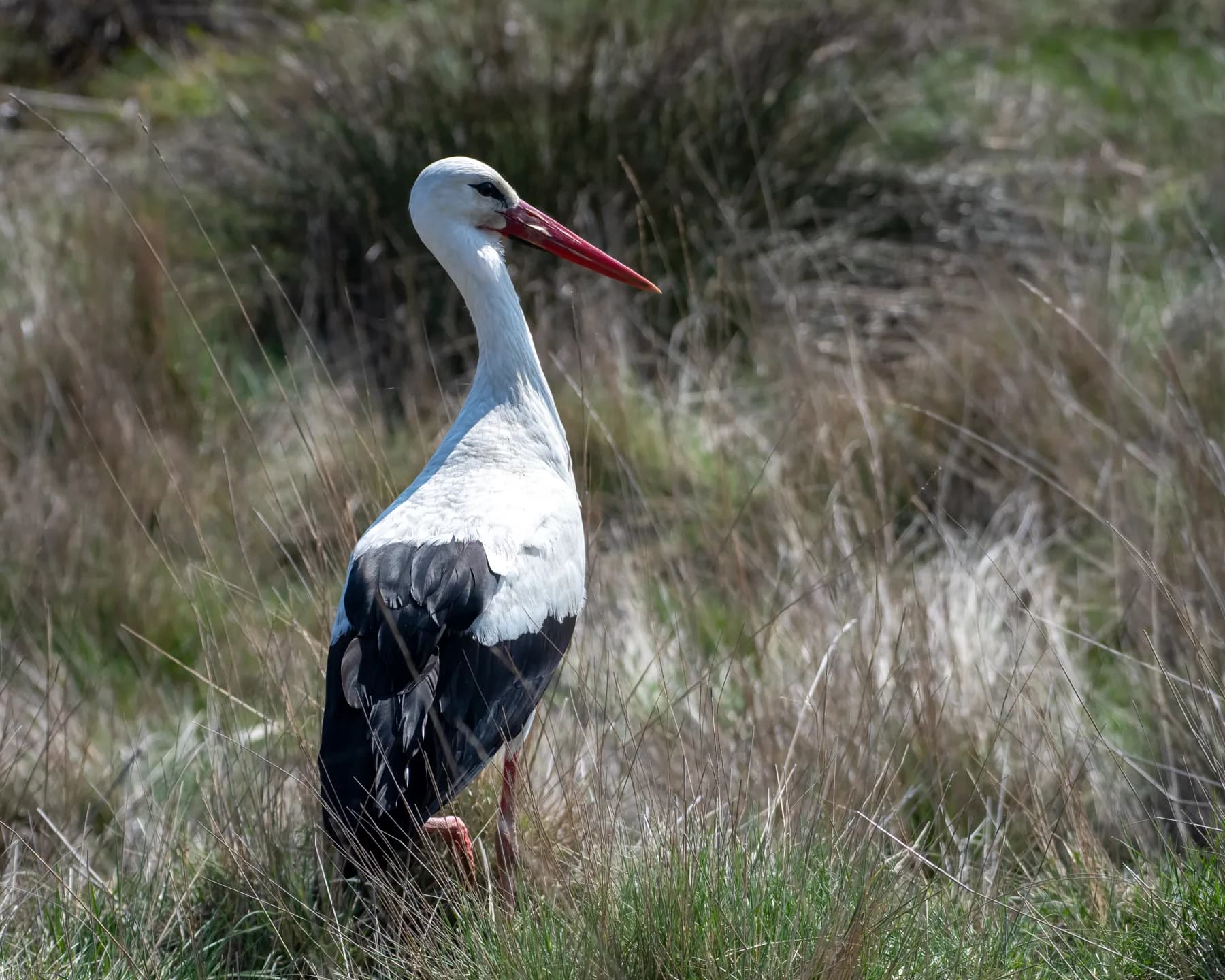 Barză în habitat natural, câmp cu iarbă