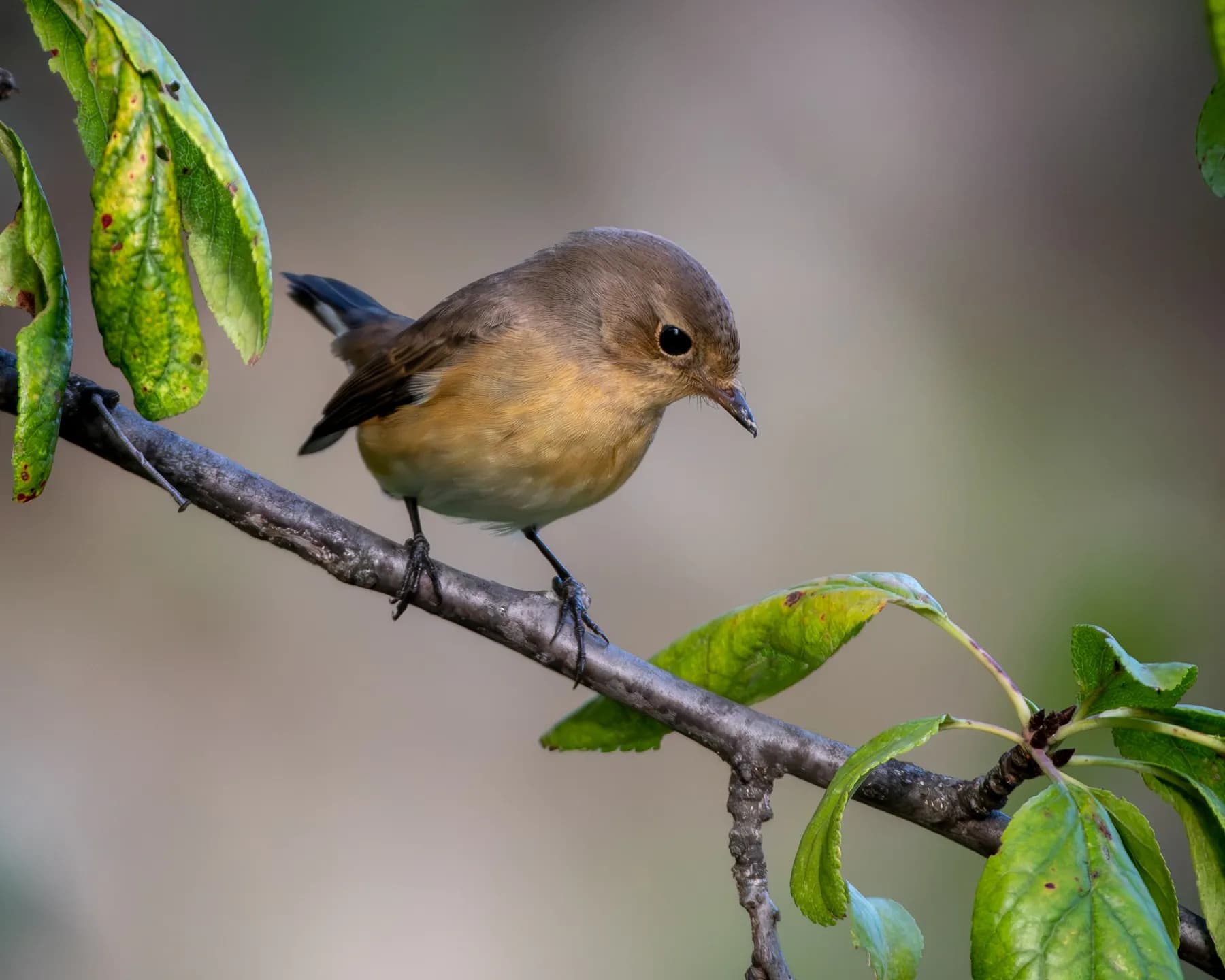 Pasăre mică pe ramură verde.