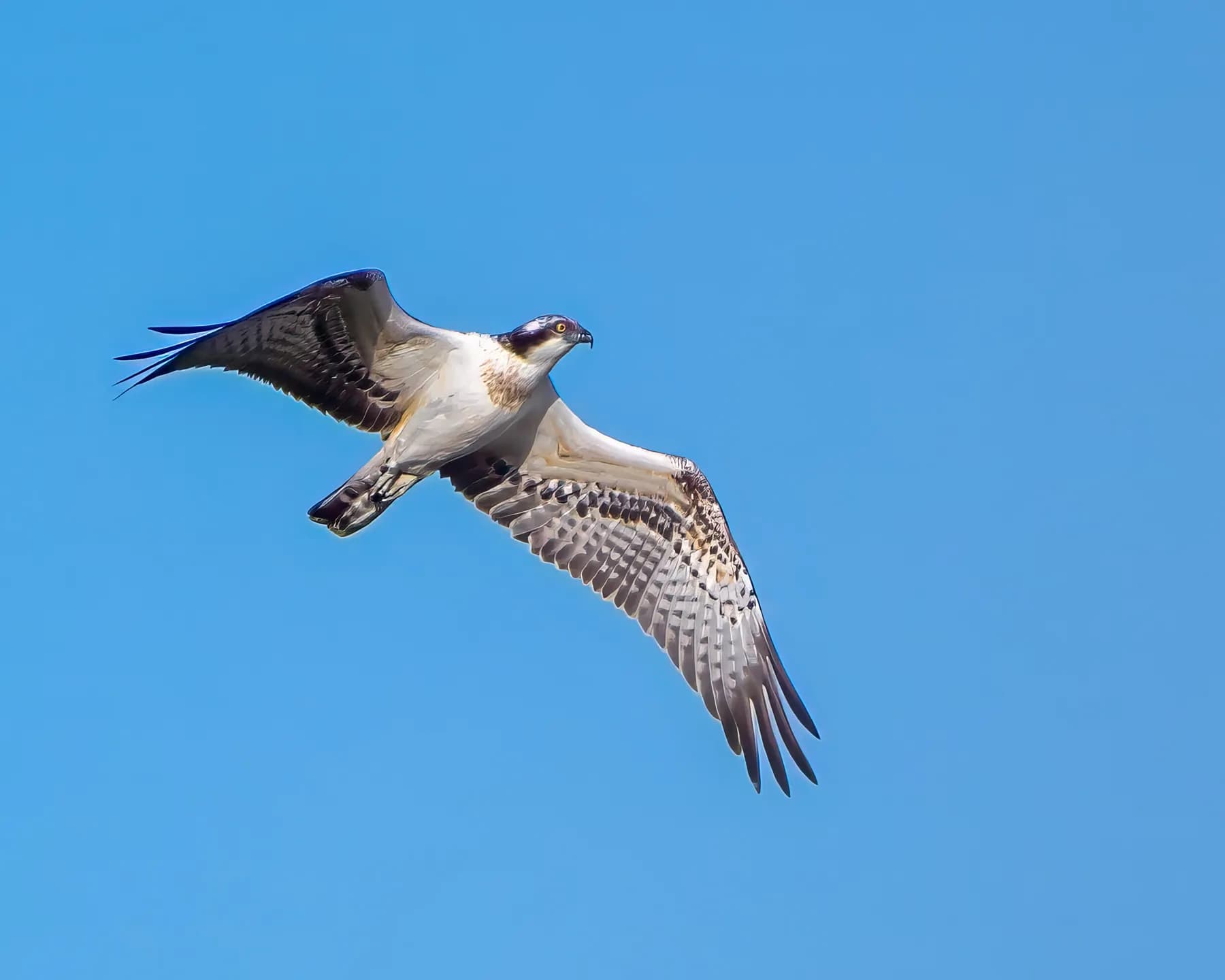 Șoim planând pe cer albastru senin.