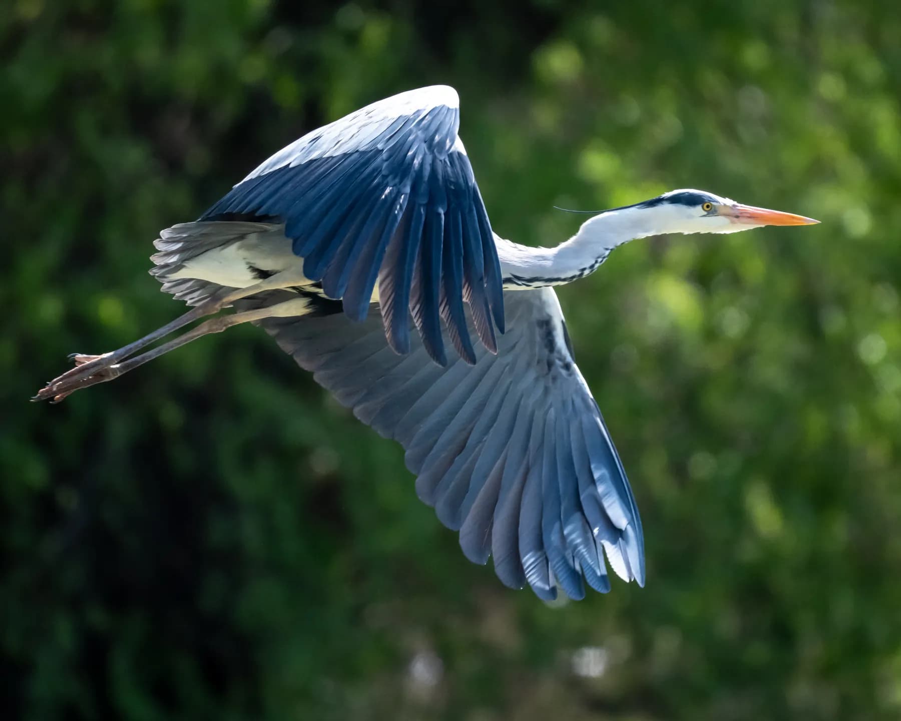 ardea cinerea