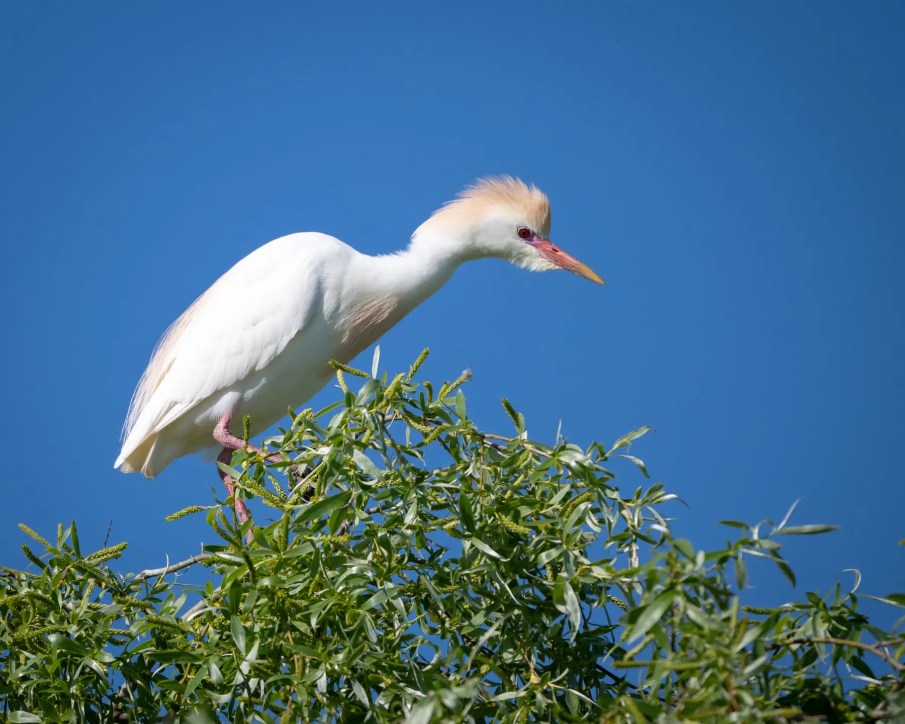 bubulcus ibis
