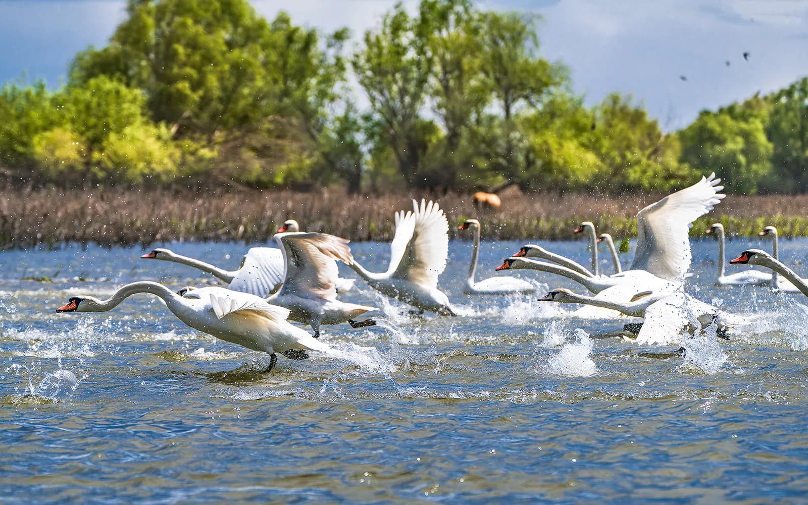 Lebede zburând pe suprafața apei, peisaj natural