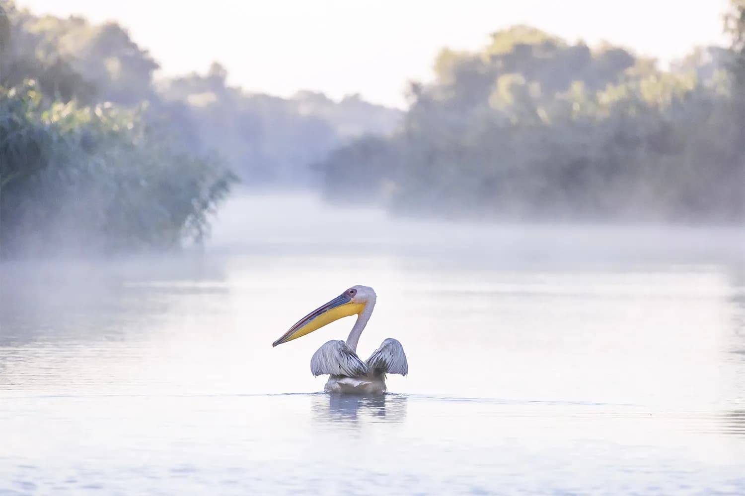 Pelicani pe apă în Delta Dunării, România.