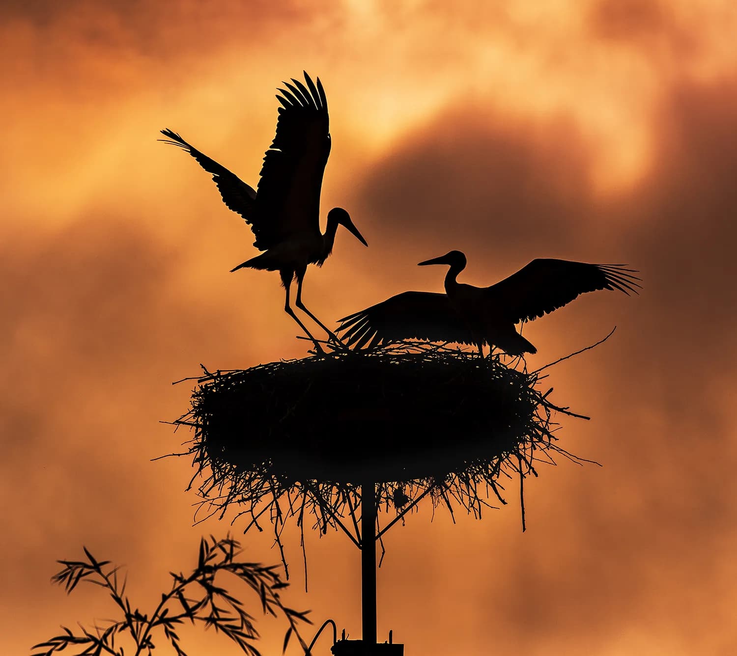 Siluetă berze cuib apus de soare pitoresc.