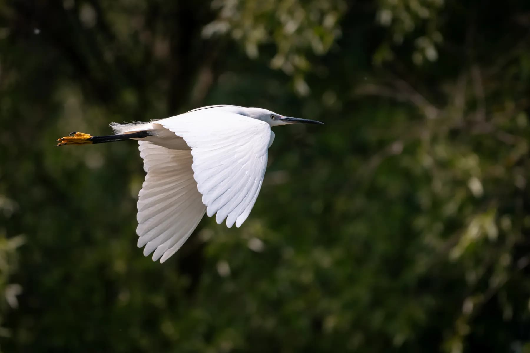 prundu cu păsări