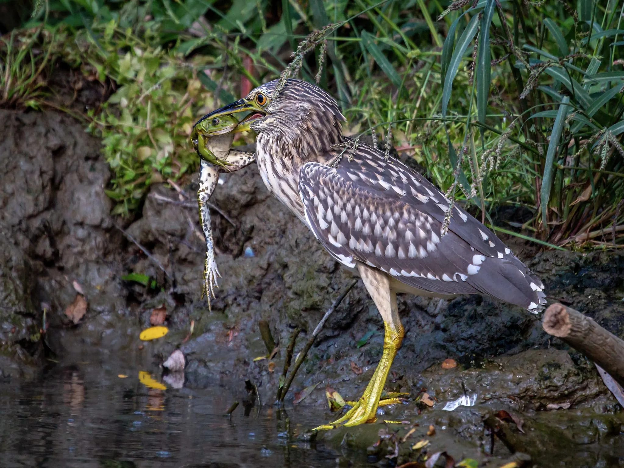 Un tur complet spre inima Deltei – satul pescaresc Mila 23… pentru cunoscătorii gourmet! – 8-9 ore