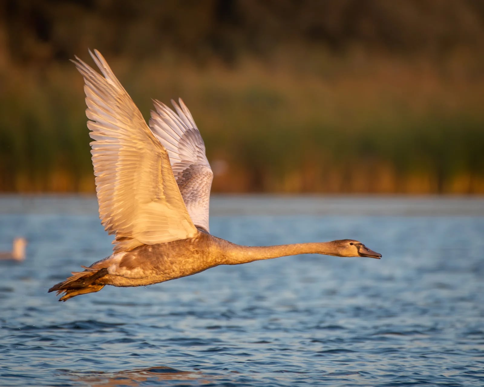 Lebădă tânără zboară deasupra apei la apus.