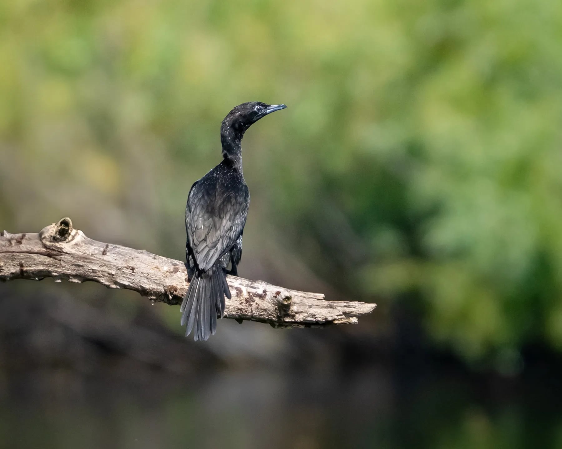 Păsări din Delta Dunării