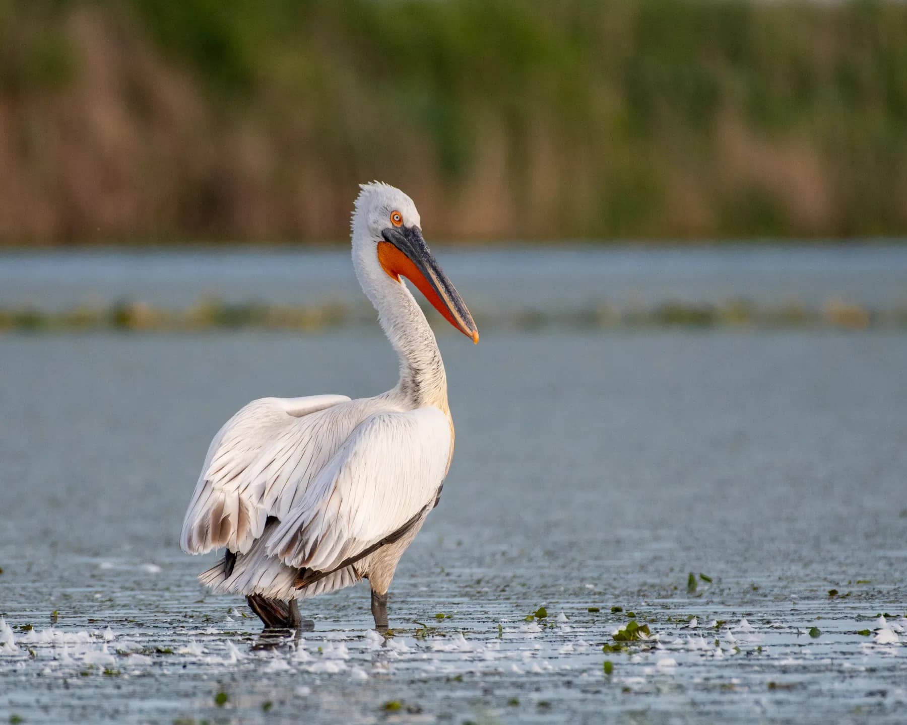 Pelican în apă, habitat natural.