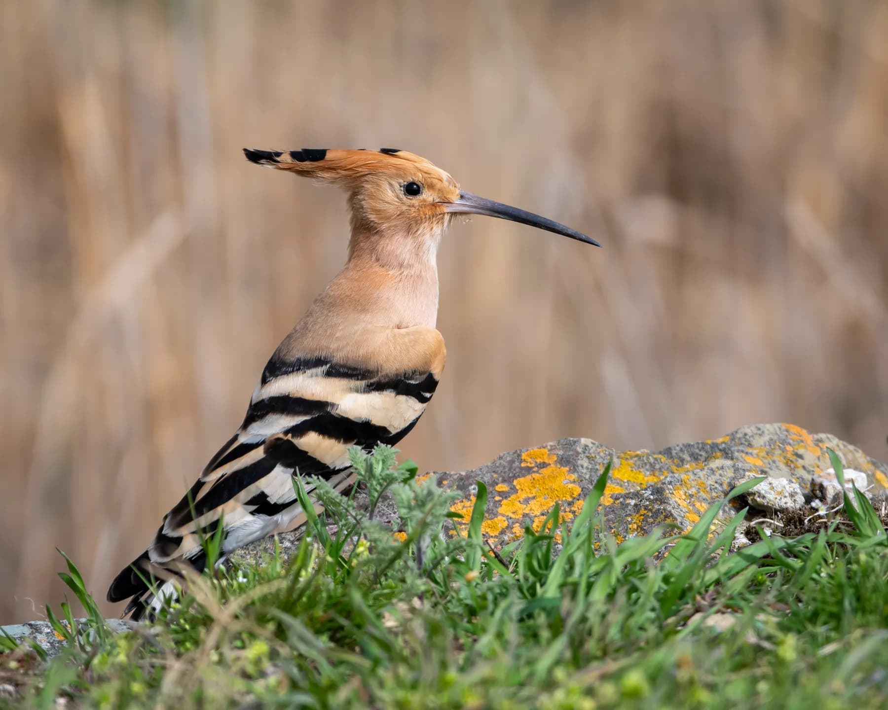 Pupăză pe piatră, habitat natural