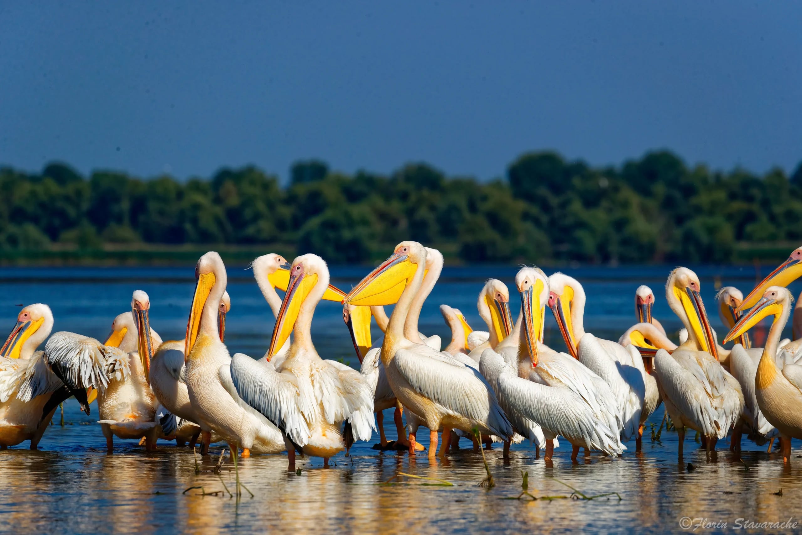 Excursie cu barca în Delta Dunării — canale și stufărișuri