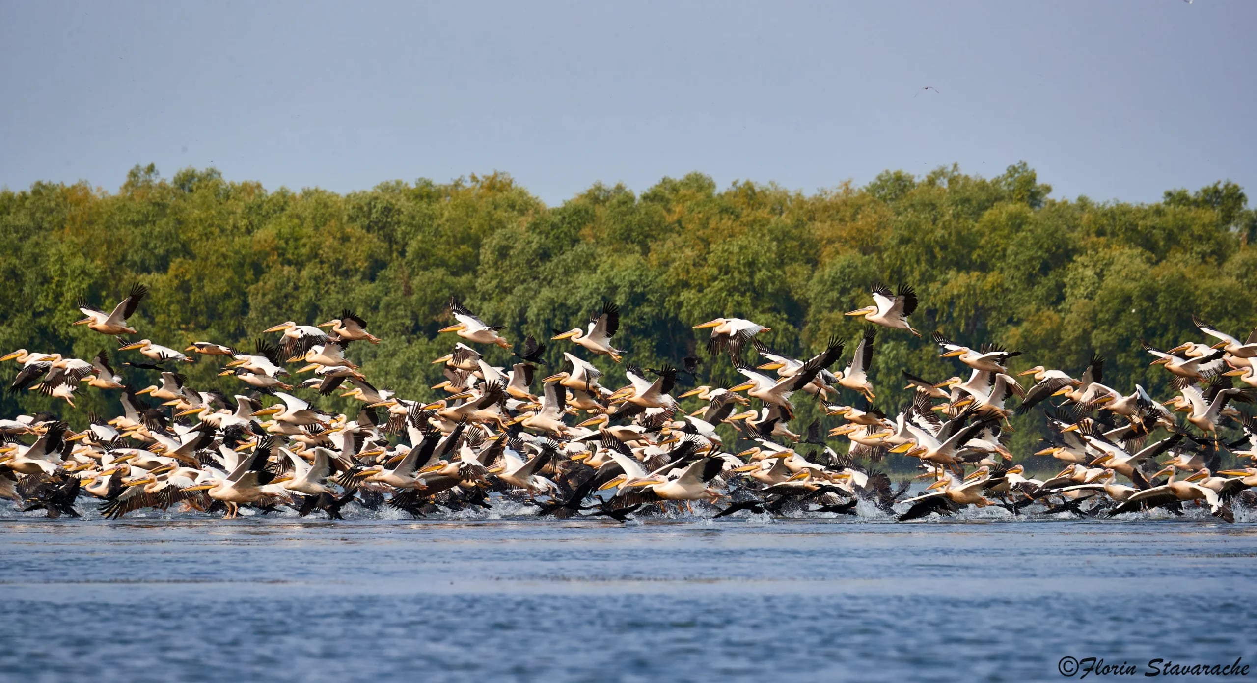 Delta Dunării — peisaj cu canale și natură